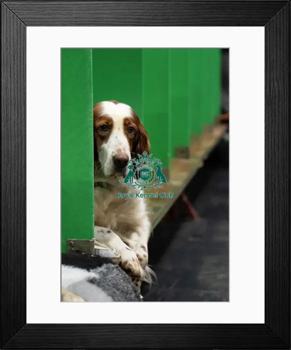 Framed Print : Welsh Springer Spaniel waiting for next show Framed Print : Welsh Springer Spaniel waiting for next show