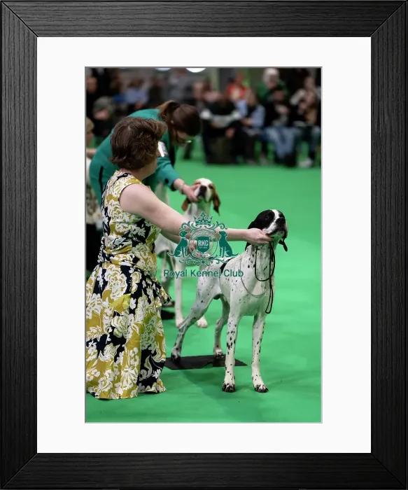 Framed Print : Pointer Showing Framed Print : Pointer Showing