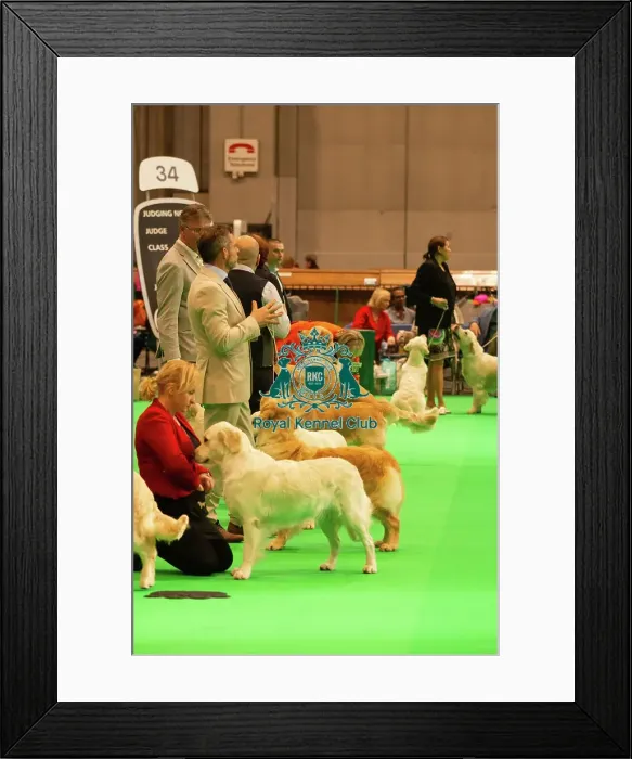 Framed Print : Crufts 2025 Framed Print : Crufts 2025