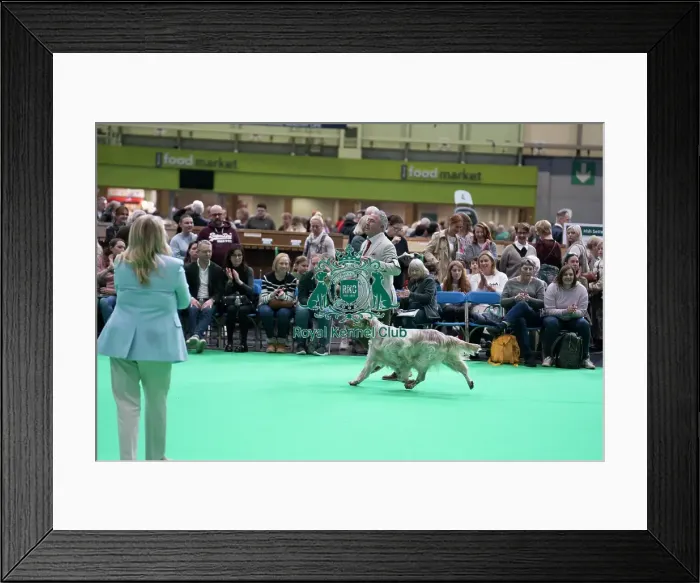 Framed Print : English Setter showing Framed Print : English Setter showing