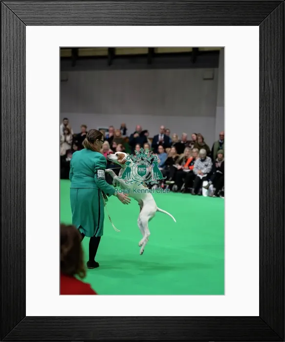 Framed Print : Pointer celebrating its win Framed Print : Pointer celebrating its win