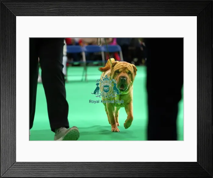 Framed Print : Shar Peis are judged Framed Print : Shar Peis are judged