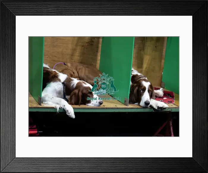 Framed Print : Welsh Springer spaniel waiting to show Framed Print : Welsh Springer spaniel waiting to show