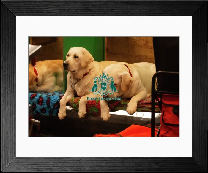 Framed Print : Crufts 2025 Framed Print : Crufts 2025