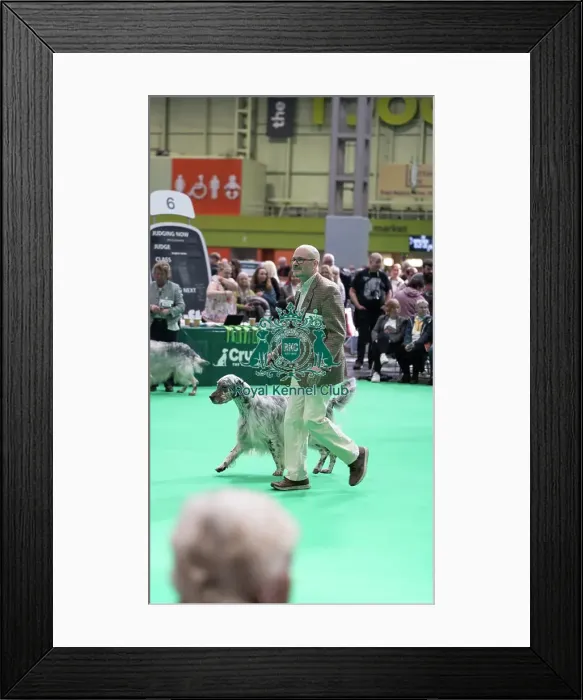 Framed Print : English Setter showing Framed Print : English Setter showing