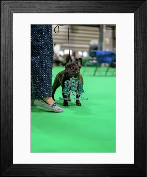 Framed Print : French bulldog in the Judging ring, hall 4