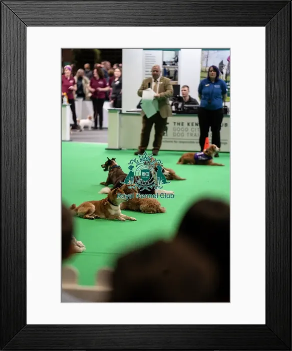 Framed Print : Good Citizen Display Framed Print : Good Citizen Display