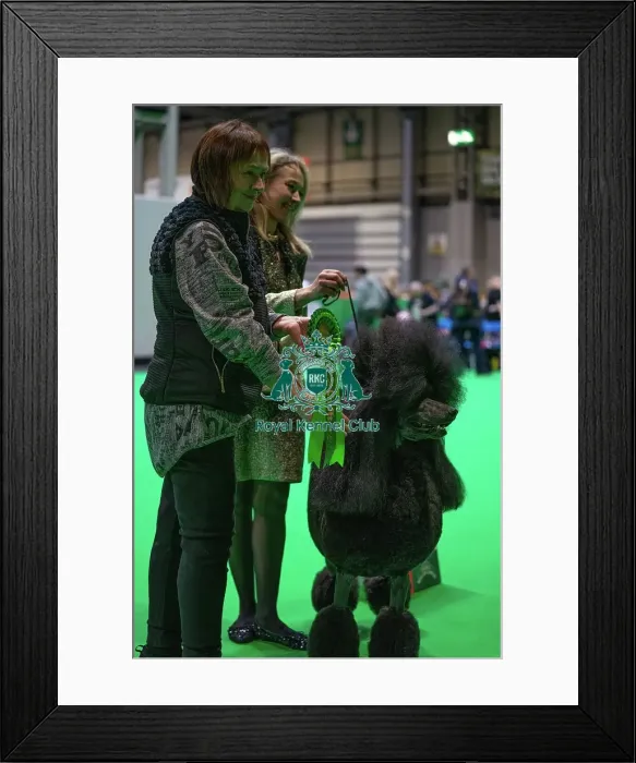 Framed Print : Crufts 2025 Friday Framed Print : Crufts 2025 Friday