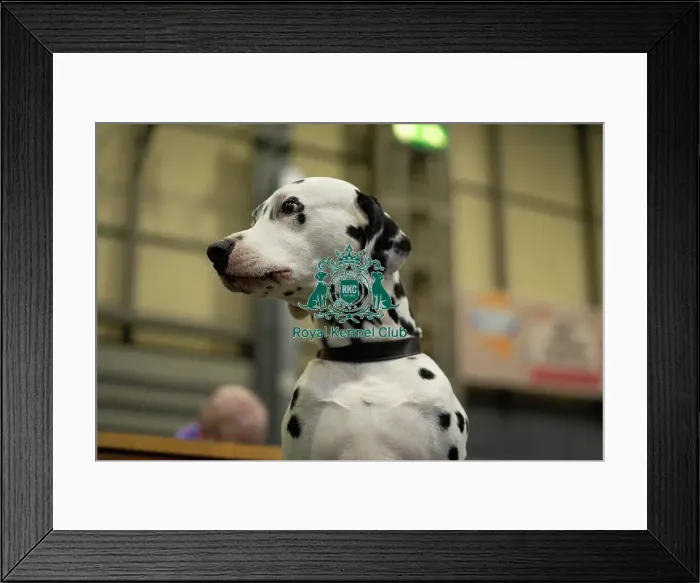 Framed Print : Crufts 2025 Friday Framed Print : Crufts 2025 Friday