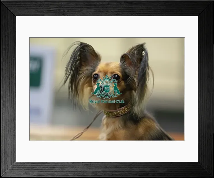 Framed Print : Crufts 2025 Friday Framed Print : Crufts 2025 Friday