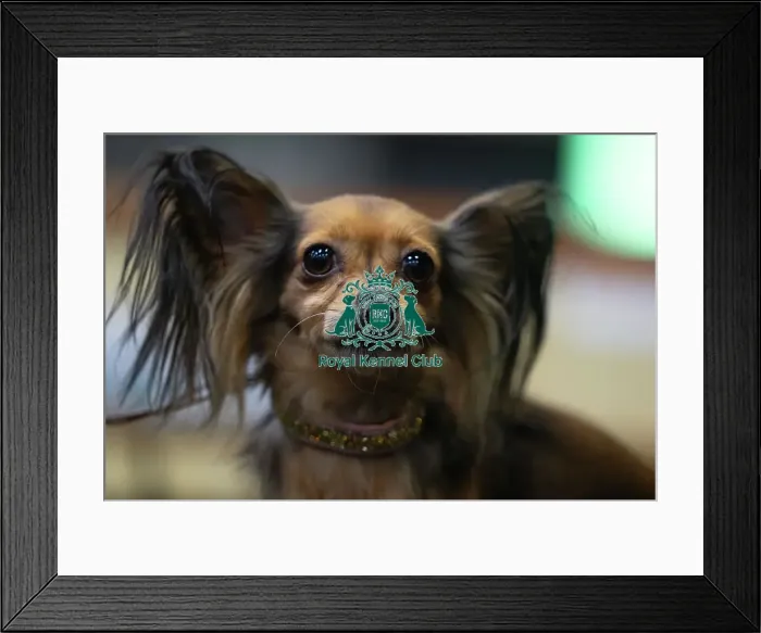 Framed Print : Crufts 2025 Friday Framed Print : Crufts 2025 Friday