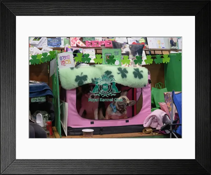 Framed Print : Crufts 2025 Friday Framed Print : Crufts 2025 Friday