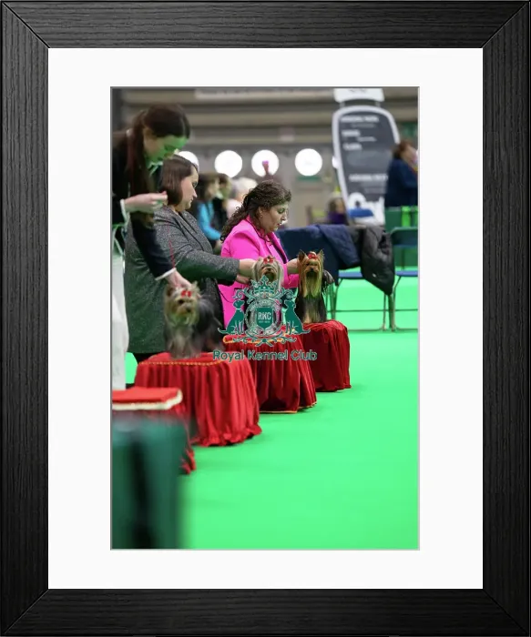 Framed Print : Crufts 2025 Friday Framed Print : Crufts 2025 Friday