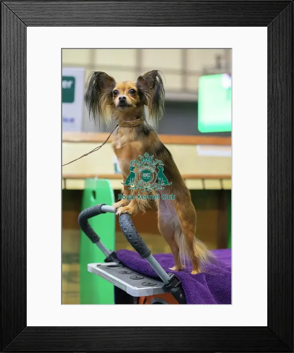 Framed Print : Crufts 2025 Friday Framed Print : Crufts 2025 Friday