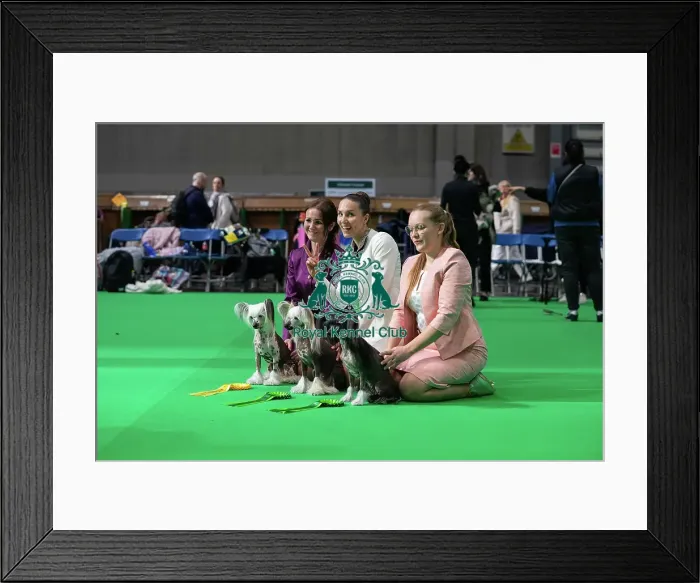 Framed Print : Crufts 2025 Friday Framed Print : Crufts 2025 Friday