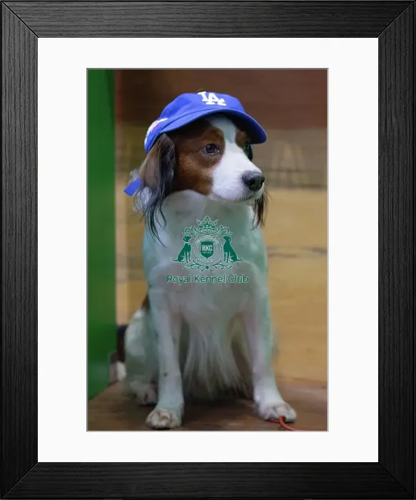 Framed Print : Crufts 2025 Friday Framed Print : Crufts 2025 Friday