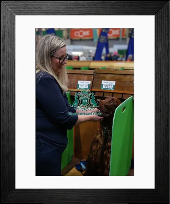 Framed Print : Crufts 2025 - Irish Setters Framed Print : Crufts 2025 - Irish Setters