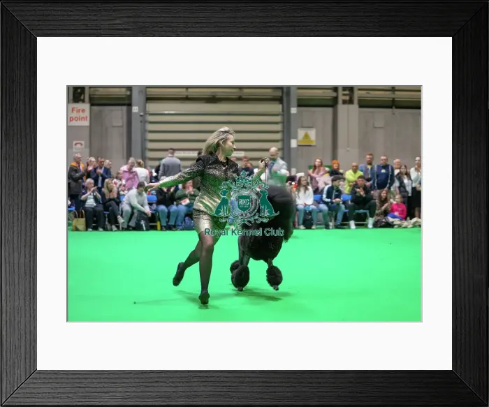 Framed Print : Crufts 2025 Friday Framed Print : Crufts 2025 Friday