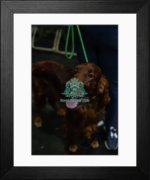 Framed Print : Crufts 2025 - Irish Setters Framed Print : Crufts 2025 - Irish Setters