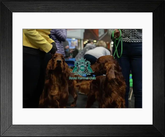 Framed Print : Crufts 2025 - Irish Setters Framed Print : Crufts 2025 - Irish Setters