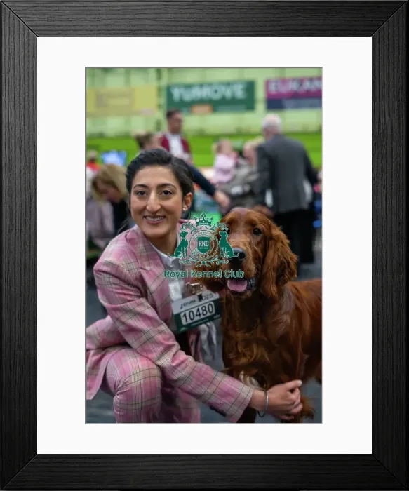 Framed Print : Crufts 2025 - Irish Setters Framed Print : Crufts 2025 - Irish Setters