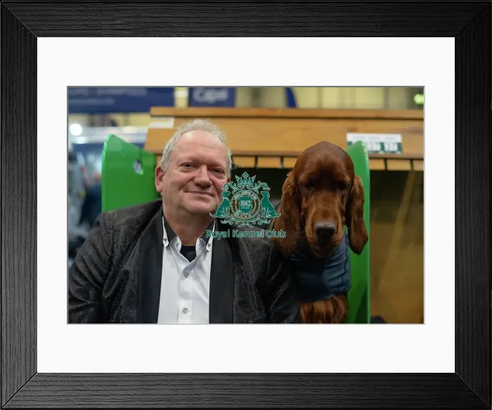Framed Print : Crufts 2025 - Irish Setters Framed Print : Crufts 2025 - Irish Setters