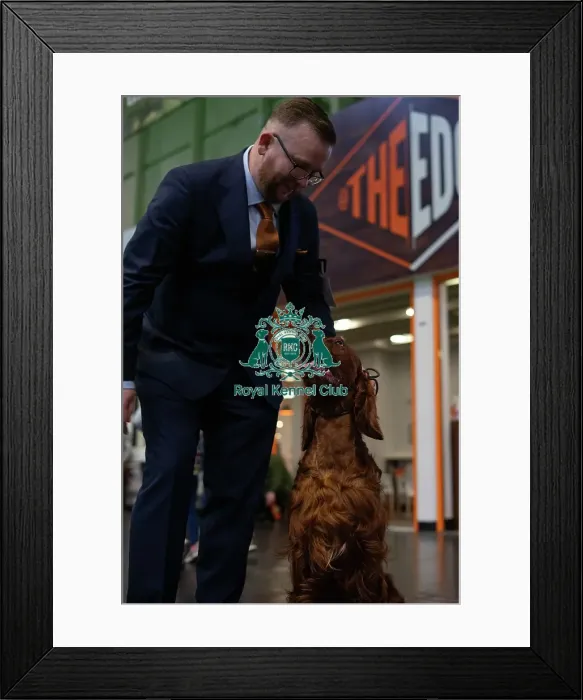 Framed Print : Crufts 2025 - Irish Setters Framed Print : Crufts 2025 - Irish Setters