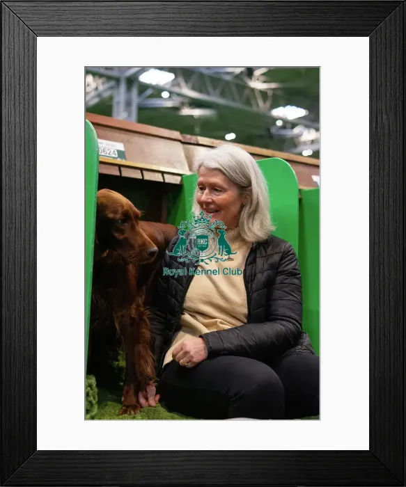 Framed Print : Crufts 2025 - Irish Setters Framed Print : Crufts 2025 - Irish Setters