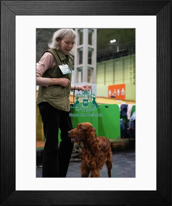 Framed Print : Crufts 2025 - Irish Setters Framed Print : Crufts 2025 - Irish Setters
