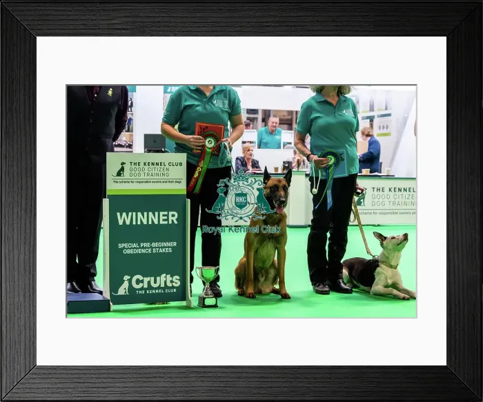 Framed Print : Good Citizen Special Pre-Beginner Obedience Stakes Winners Framed Print : Good Citizen Special Pre-Beginner Obedience Stakes Winners