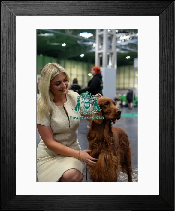 Framed Print : Crufts 2025 - Irish Setters Framed Print : Crufts 2025 - Irish Setters