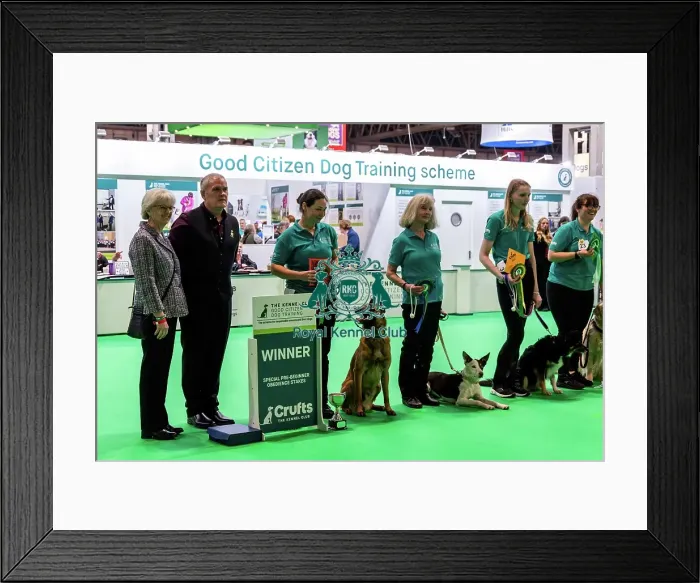 Framed Print : Good Citizen Special Pre-Beginner Obedience Stakes Winners Framed Print : Good Citizen Special Pre-Beginner Obedience Stakes Winners