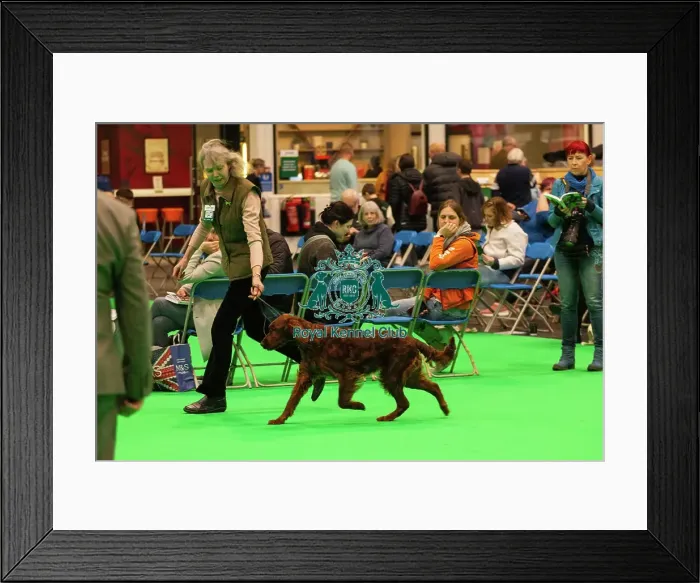 Framed Print : Crufts 2025 - Irish Setters Framed Print : Crufts 2025 - Irish Setters