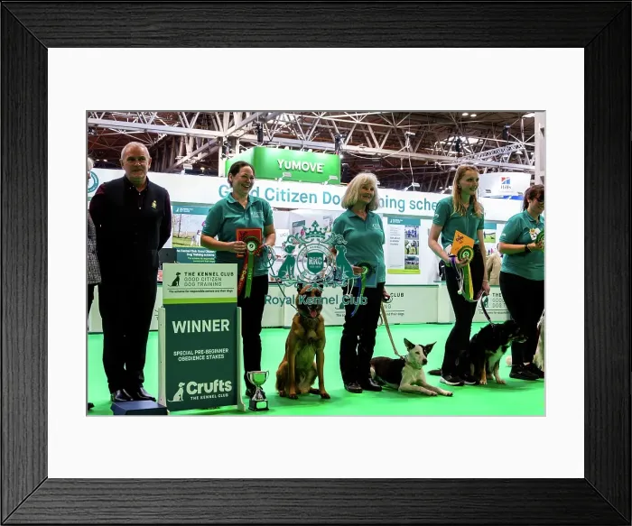 Framed Print : Good Citizen Special Pre-Beginner Obedience Stakes Winners Framed Print : Good Citizen Special Pre-Beginner Obedience Stakes Winners