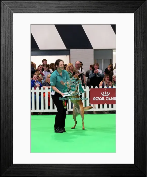 Framed Print : Good Citizen Special Pre-Beginner Obedience Stakes Winner Framed Print : Good Citizen Special Pre-Beginner Obedience Stakes Winner