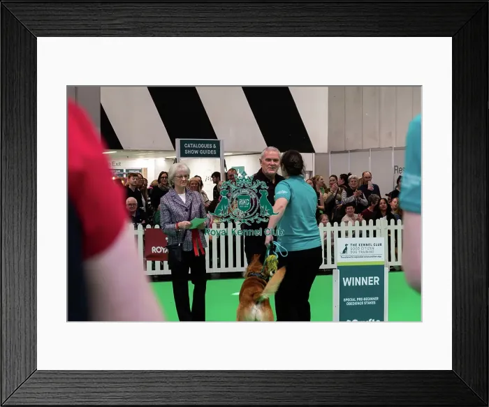 Framed Print : Good Citizen Special Pre-Beginner Obedience Stakes Winner Framed Print : Good Citizen Special Pre-Beginner Obedience Stakes Winner
