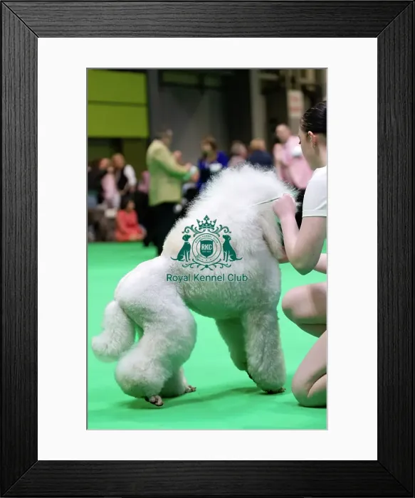 Framed Print : Standard Poodles being judged
