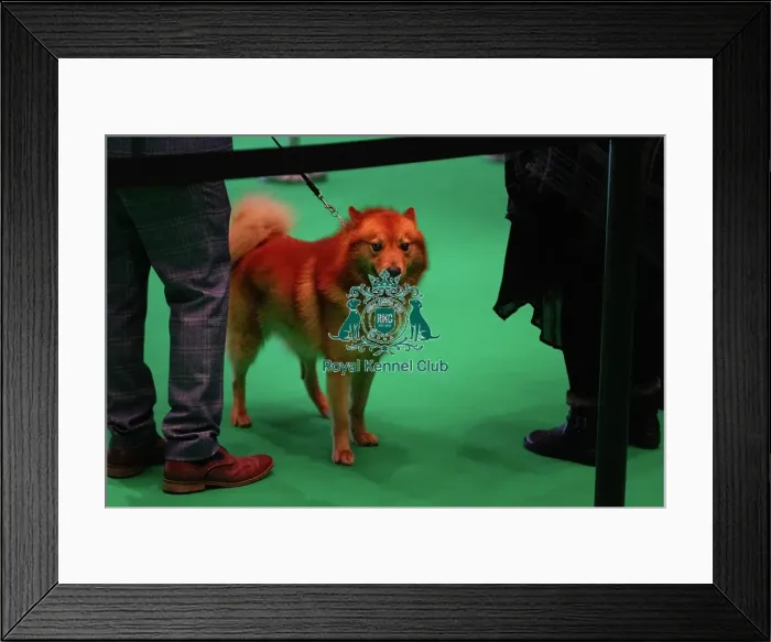 Framed Print : Best of breed Finnish Spitz awaits backstage Framed Print : Best of breed Finnish Spitz awaits backstage