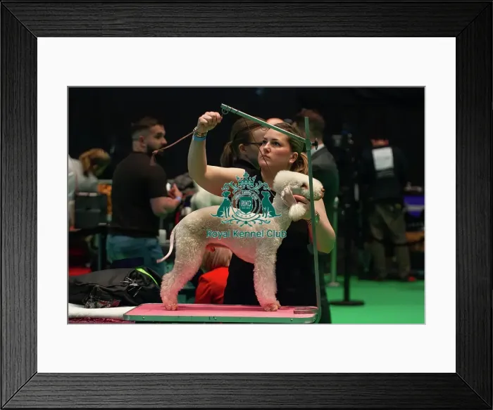 Framed Print : Best of Breed Bedlington Terrier prepares backstage Framed Print : Best of Breed Bedlington Terrier prepares backstage