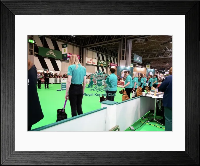 Framed Print : Good Citizen Special Pre-Beginner Obedience Stakes Winners Framed Print : Good Citizen Special Pre-Beginner Obedience Stakes Winners