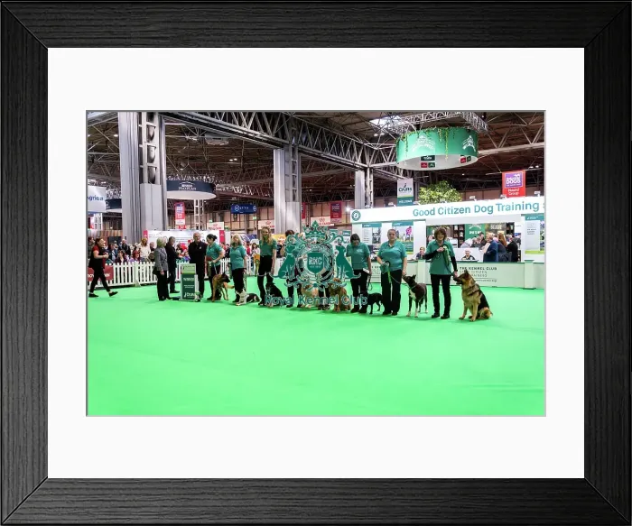 Framed Print : Good Citizen Special Pre-Beginner Obedience Stakes Winners Framed Print : Good Citizen Special Pre-Beginner Obedience Stakes Winners