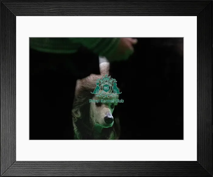 Framed Print : Standard Poodles being judged