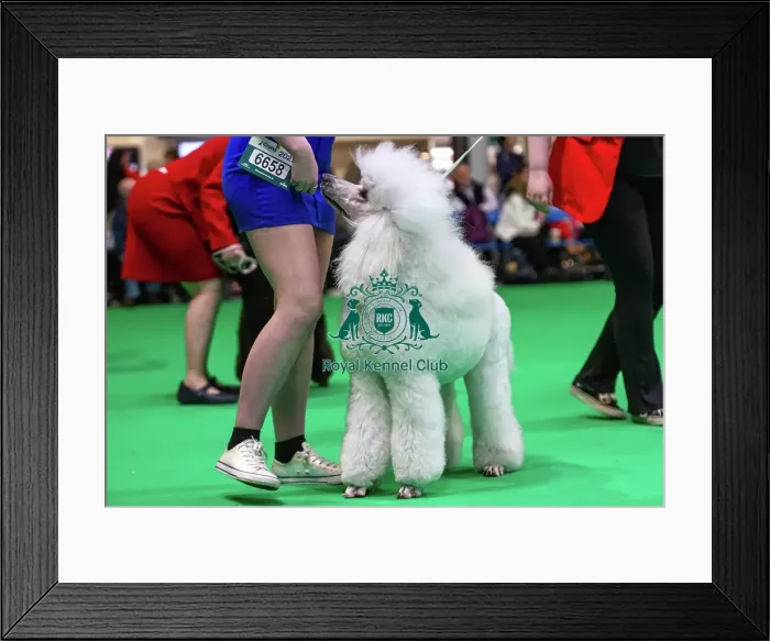 Framed Print : Standard Poodles being judged