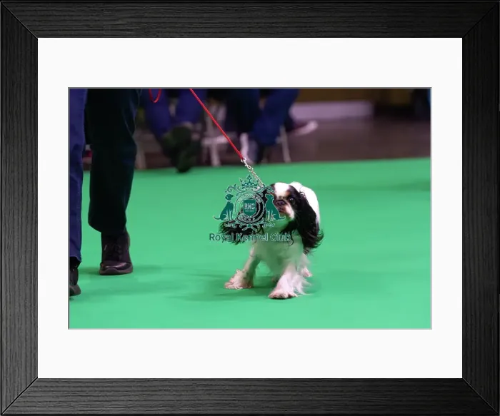 Framed Print : King Charles Spaniel Judging Framed Print : King Charles Spaniel Judging
