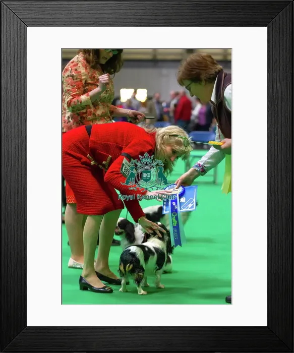 Framed Print : King Charles Spaniel Judging