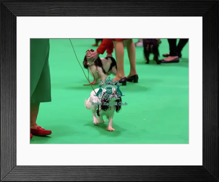 Framed Print : King Charles Spaniel Judging Framed Print : King Charles Spaniel Judging