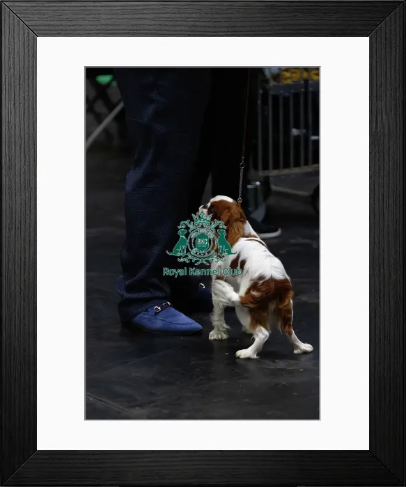Framed Print : King Charles Spaniel Judging Framed Print : King Charles Spaniel Judging
