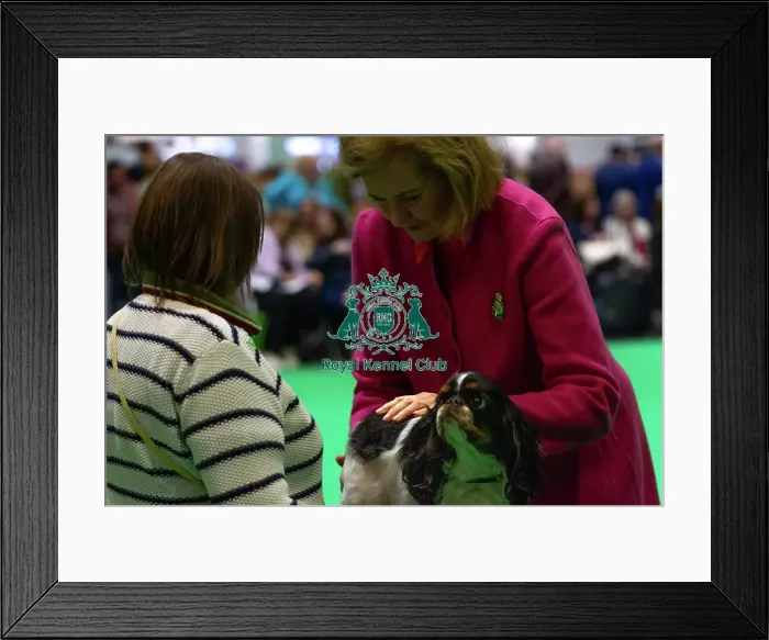 Framed Print : King Charles Spaniel Judging