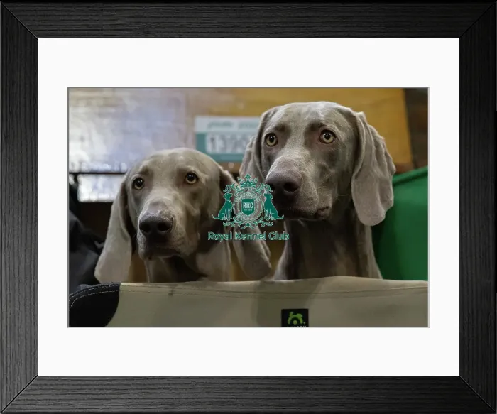 Framed Print : Crufts 2025 Saturday