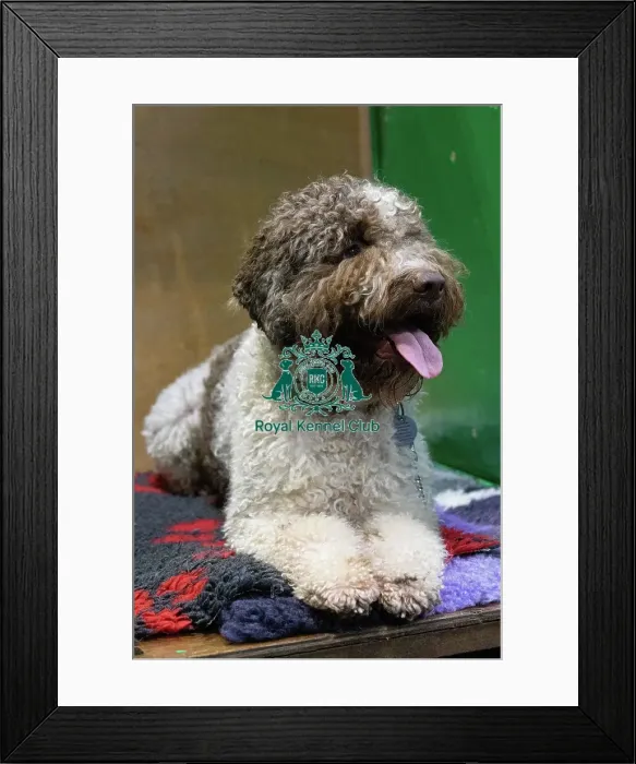 Framed Print : Crufts 2025 Saturday